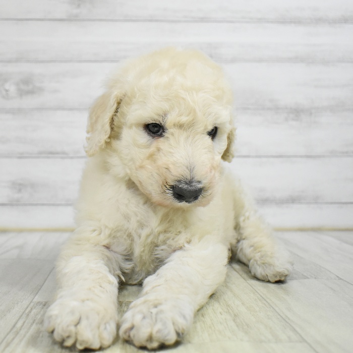 福井県のスタンダードプードル (犬の家＆猫の里アミーゴ福井大和田店/2025年11月11日生まれ/男の子/クリーム)の子犬の3枚目の画像