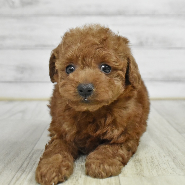 神奈川県のトイプードル(トイ) (犬の家＆猫の里相模原店/2025年11月9日生まれ/女の子/レッド)の子犬
