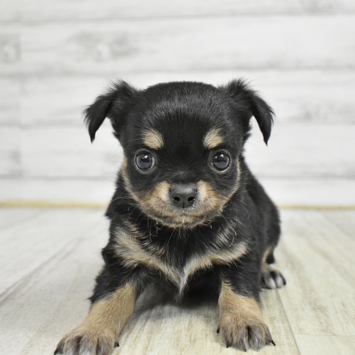 静岡県のチワワ(ロング) (犬の家＆猫の里富士店/2025年11月8日生まれ/男の子/ブラックタン)の子犬