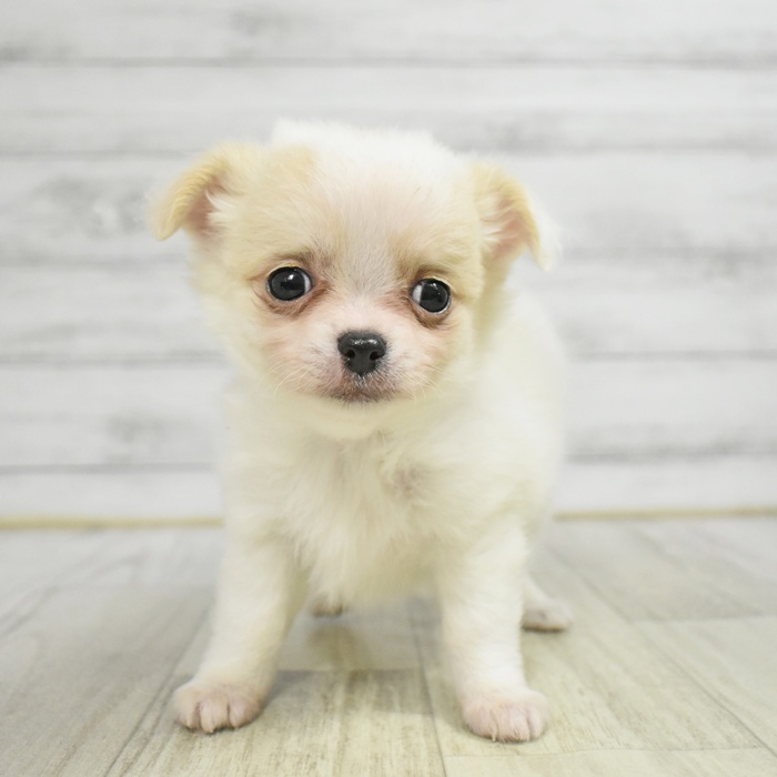 愛知県のチワワ(ロング) (犬の家＆猫の里豊田店/2025年11月10日生まれ/女の子/ホワイトクリーム)の子犬