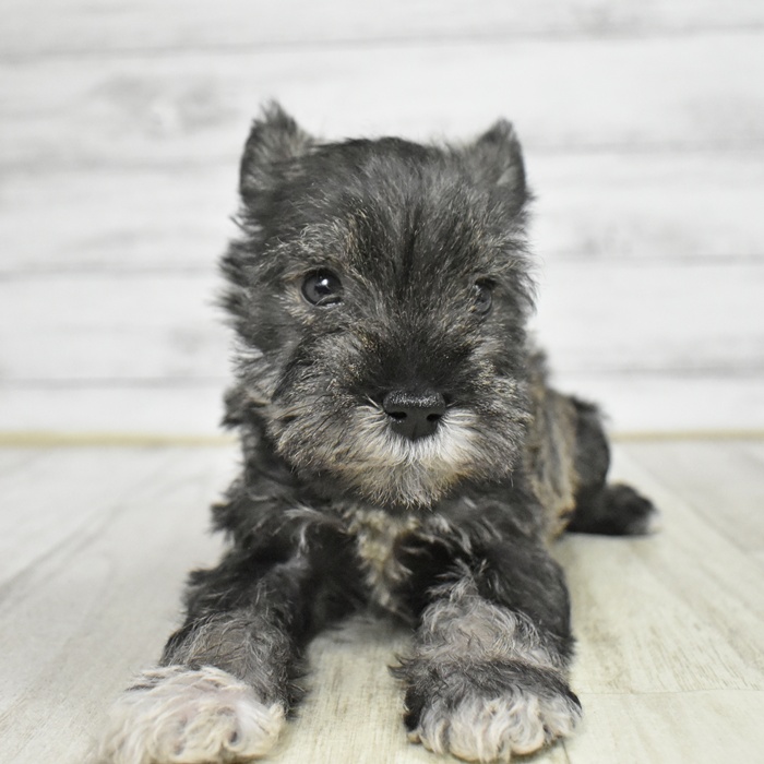 愛知県のミニチュアシュナウザー (犬の家＆猫の里MiO香久山店/2025年11月8日生まれ/男の子/ソルトペッパー)の子犬