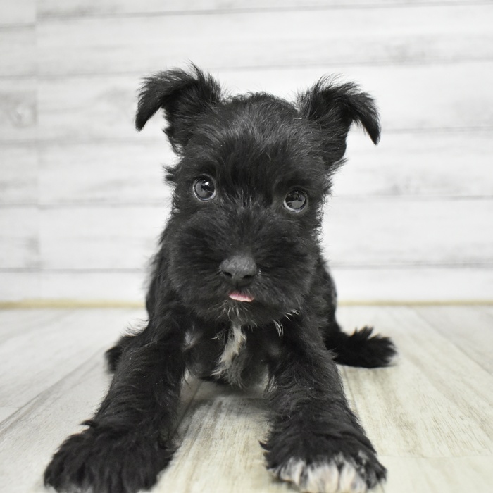 神奈川県のミニチュアシュナウザー (犬の家＆猫の里相模原店/2025年11月8日生まれ/男の子/ブラック)の子犬