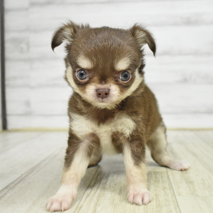 静岡県のチワワ(ロング) (犬の家＆猫の里マークイズ静岡店/2025年11月11日生まれ/女の子/チョコレートタンホワイト)の子犬の3枚目の画像