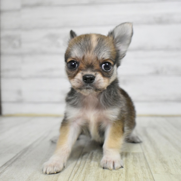 愛知県のチワワ(ロング) (犬の家＆猫の里豊田店/2025年11月10日生まれ/男の子/レッドホワイト)の子犬