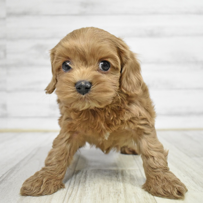 静岡県のコッカプー(アメリカンコッカースパニエル×プードル) (犬の家＆猫の里藤枝店/2025年11月9日生まれ/男の子/バフ)の子犬