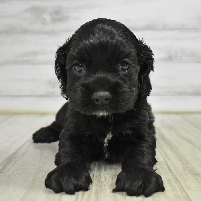神奈川県のアメリカンコッカースパニエル (犬の家＆猫の里小田原店/2025年11月11日生まれ/女の子/ブラックホワイト)の子犬の2枚目の画像
