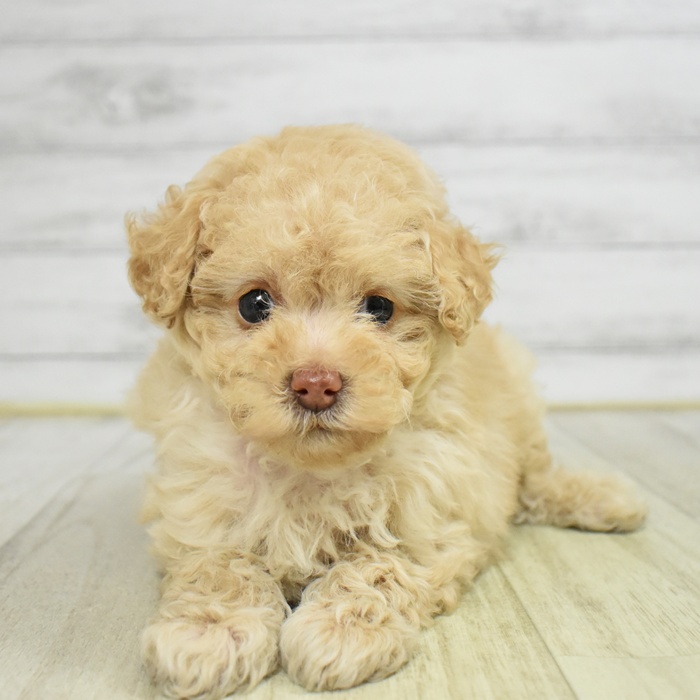 石川県のトイプードル(トイ) (犬の家＆猫の里アミーゴ金沢有松店/2025年11月10日生まれ/女の子/アプリコット)の子犬