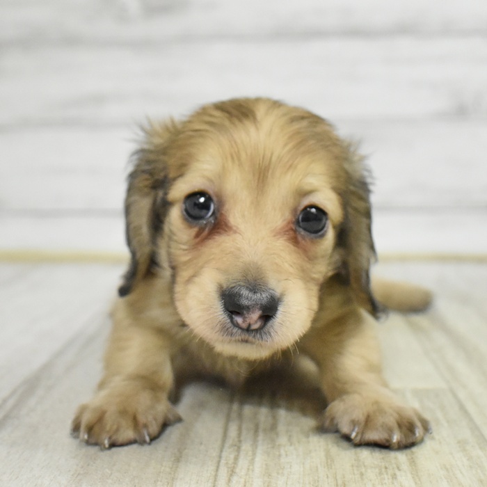 石川県のミニチュアダックスフンド(ロング) (犬の家＆猫の里金沢店/2025年11月9日生まれ/男の子/シェーデットイエロー)の子犬
