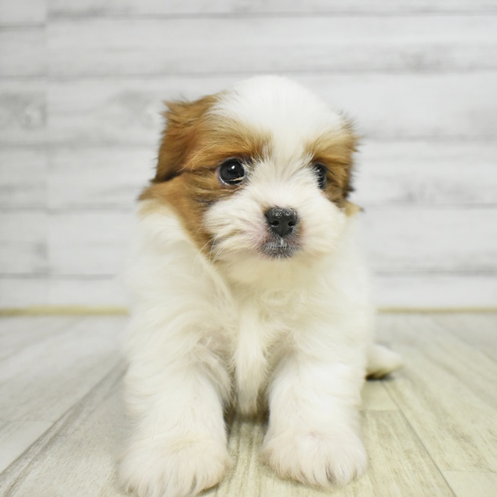 愛知県のポメズー/ポメシーズ(ポメラニアン×シーズー) (犬の家＆猫の里春日井本店/2025年11月9日生まれ/男の子/ホワイトゴールド)の子犬