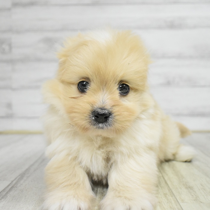 静岡県のポメズー/ポメシーズ(ポメラニアン×シーズー) (犬の家＆猫の里藤枝店/2025年11月9日生まれ/男の子/クリーム)の子犬