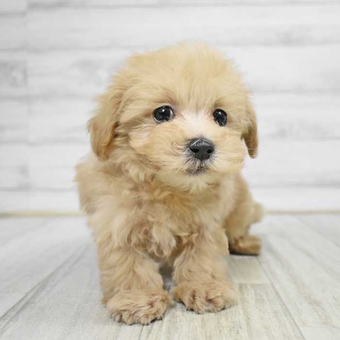 愛知県のマルプー(マルチーズ×プードル) (犬の家＆猫の里豊川インター店/2025年11月9日生まれ/男の子/アプリコット)の子犬