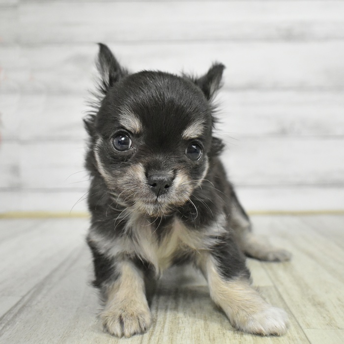 静岡県のチワワ(ロング) (犬の家＆猫の里マークイズ静岡店/2025年11月10日生まれ/女の子/ブラッククリームホワイト)の子犬の2枚目の画像