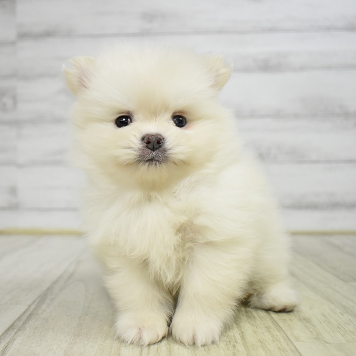 千葉県のポメラニアン (犬の家＆猫の里ワンズモール稲毛店/2025年11月11日生まれ/女の子/ホワイト)の子犬