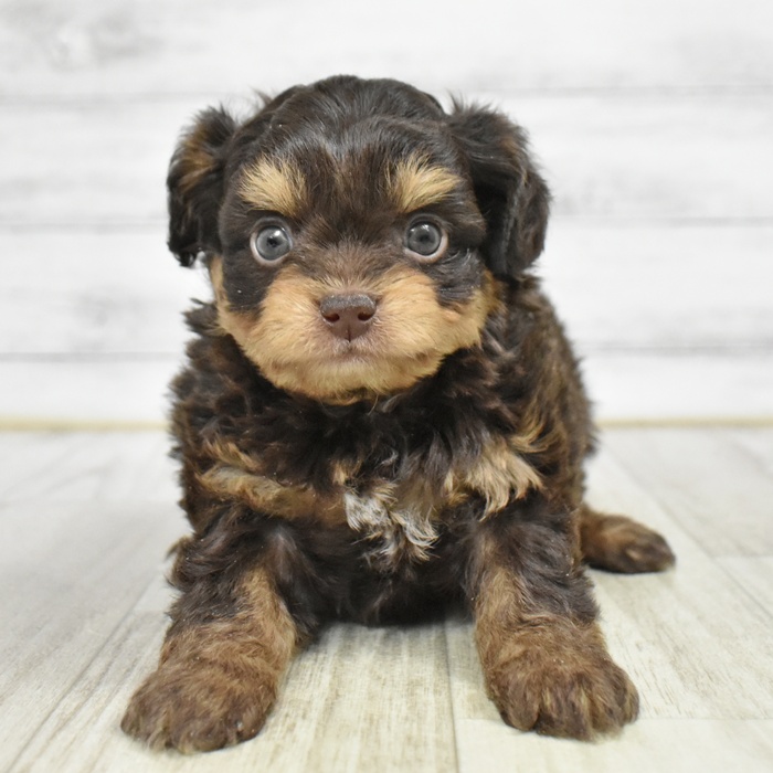 愛知県のチワプー/プーチー(チワワ×プードル) (犬の家＆猫の里春日井本店/2025年11月10日生まれ/男の子/チョコレートタン)の子犬の2枚目の画像