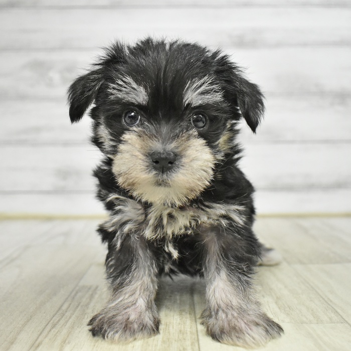 静岡県のシュナマル/マルシュナ(シュナウザー×マルチーズ) (犬の家＆猫の里藤枝店/2025年11月10日生まれ/女の子/ブラックシルバー)の子犬