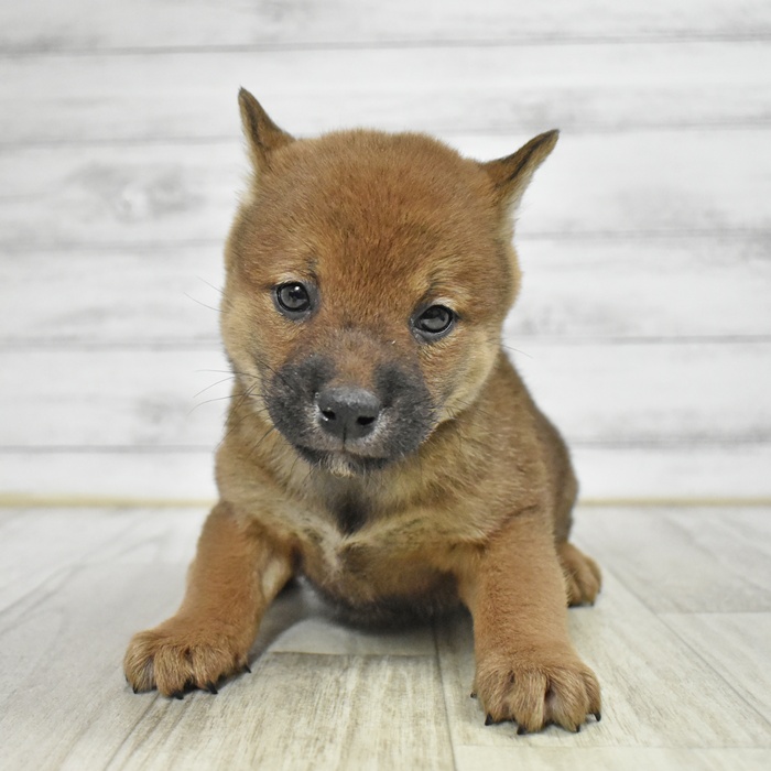 神奈川県の柴犬(標準サイズ) (犬の家＆猫の里小田原店/2025年11月11日生まれ/男の子/赤)の子犬