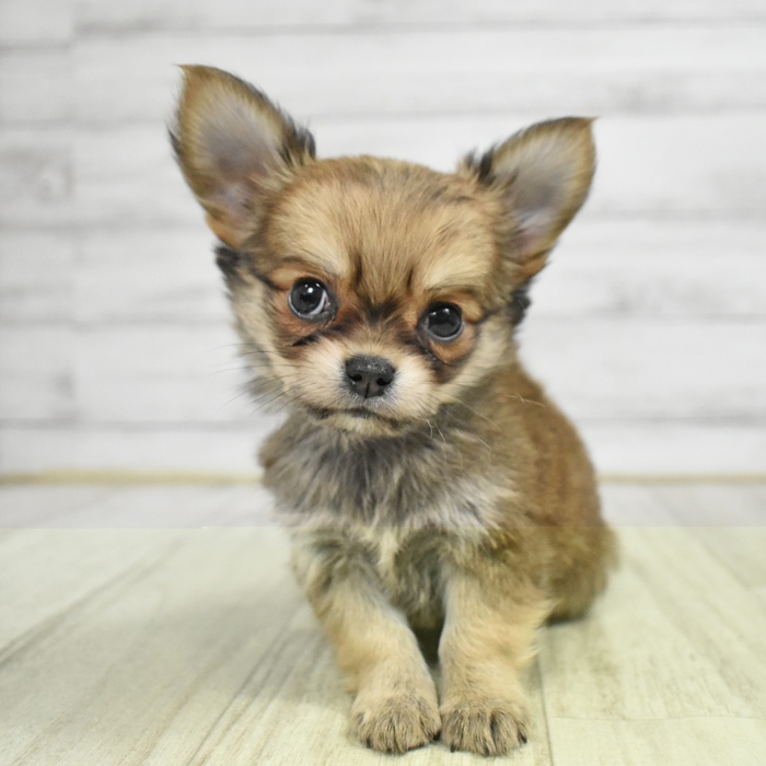 神奈川県のチワワ(ロング) (犬の家＆猫の里小田原店/2025年11月11日生まれ/男の子/セーブル)の子犬の2枚目の画像