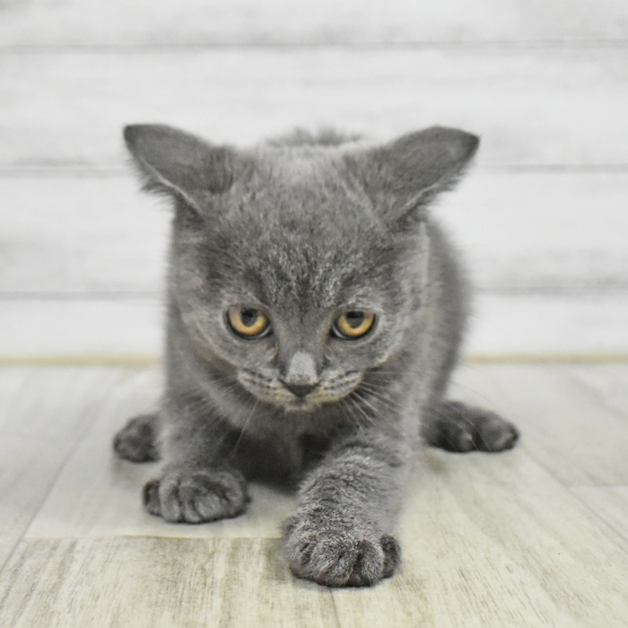 静岡県のブリティッシュショートヘアー (犬の家＆猫の里マークイズ静岡店/2025年11月11日生まれ/女の子/ブルー)の子猫の2枚目の画像