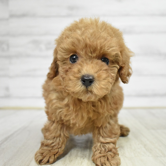 石川県のトイプードル(トイ) (犬の家＆猫の里金沢店/2025年11月10日生まれ/女の子/レッド)の子犬