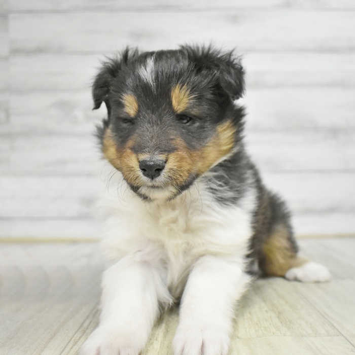 福井県のシェットランドシープドッグ (犬の家＆猫の里アミーゴ福井店/2025年11月11日生まれ/男の子/トライカラー)の子犬