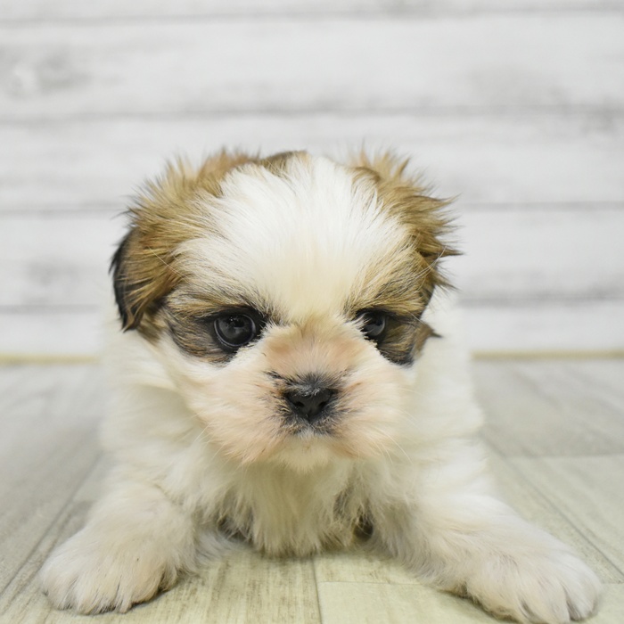 神奈川県のシーズー (犬の家＆猫の里相模原店/2025年11月11日生まれ/女の子/ホワイトゴールド)の子犬