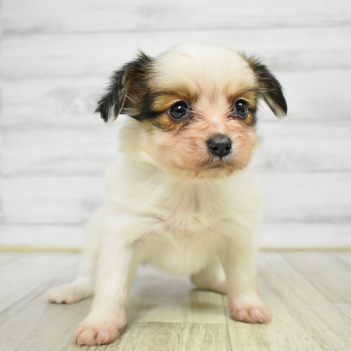 福岡県のパピヨン (犬の家＆猫の里トリアス久山店/2025年11月11日生まれ/女の子/ホワイトブラウン)の子犬