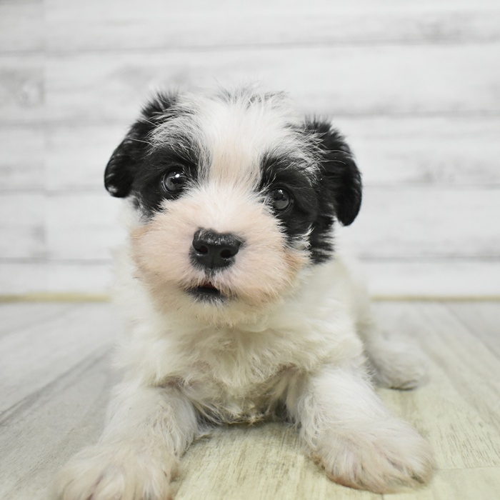 静岡県のシュナマル/マルシュナ(シュナウザー×マルチーズ) (犬の家＆猫の里マークイズ静岡店/2025年11月11日生まれ/男の子/ホワイトブラック)の子犬の2枚目の画像
