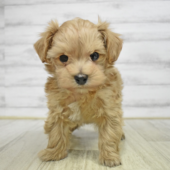 静岡県のマルプー(マルチーズ×プードル) (犬の家＆猫の里富士店/2025年11月10日生まれ/男の子/アプリコット)の子犬