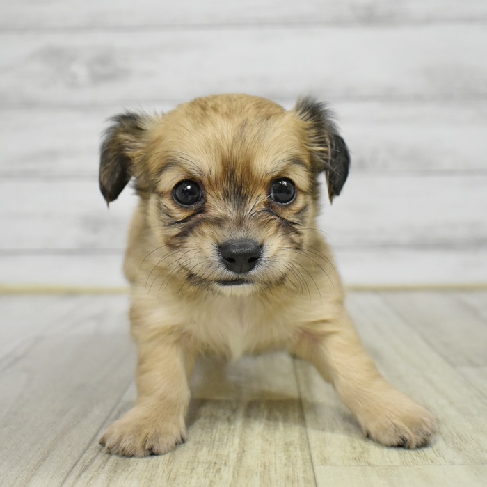 愛知県のチワックス(チワワ×ダックス) (犬の家＆猫の里春日井本店/2025年11月10日生まれ/男の子/フォーン)の子犬の2枚目の画像