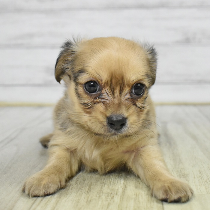 愛知県のチワックス(チワワ×ダックス) (犬の家＆猫の里エアポートウォーク店/2025年11月10日生まれ/男の子/フォーン)の子犬の2枚目の画像