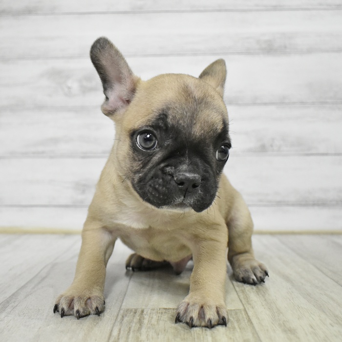 静岡県のフレンチブルドッグ (犬の家＆猫の里マークイズ静岡店/2025年11月7日生まれ/男の子/フォーンホワイト)の子犬