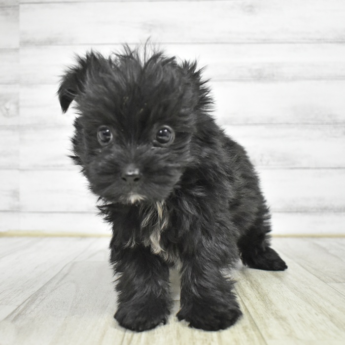 愛知県のポメマル/マルポメ(ポメラニアン×マルチーズ) (犬の家＆猫の里MiO香久山店/2025年11月7日生まれ/男の子/ブラックホワイト)の子犬