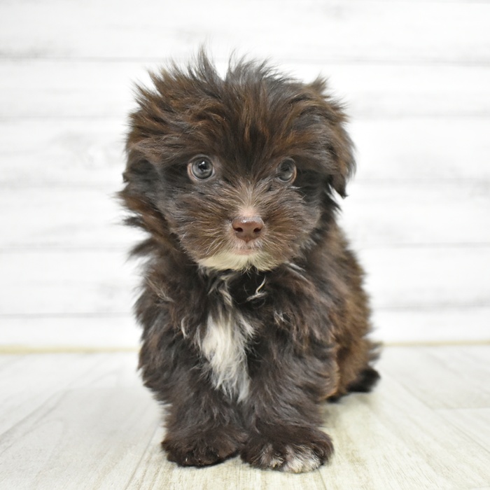 静岡県のポメマル/マルポメ(ポメラニアン×マルチーズ) (犬の家＆猫の里MEGAドン・キホーテ袋井店/2025年11月8日生まれ/男の子/チョコレートホワイト)の子犬