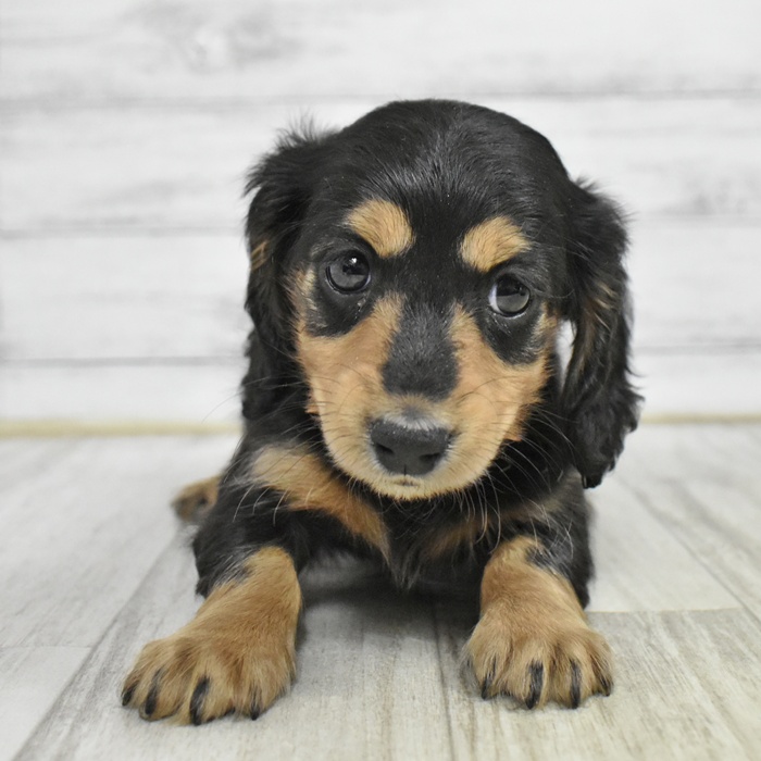 神奈川県のミニチュアダックスフンド(ロング) (犬の家＆猫の里相模原店/2025年11月10日生まれ/女の子/ブラックタン)の子犬