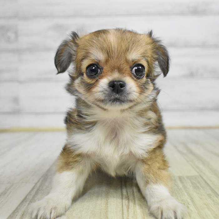 静岡県のチワワ(ロング) (犬の家＆猫の里富士店/2025年11月10日生まれ/女の子/レッドホワイト)の子犬の2枚目の画像