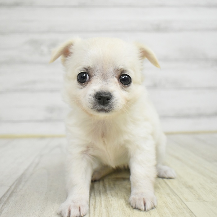 福井県のチワワ(ロング) (犬の家＆猫の里アミーゴ福井店/2025年11月10日生まれ/女の子/ホワイトクリーム)の子犬