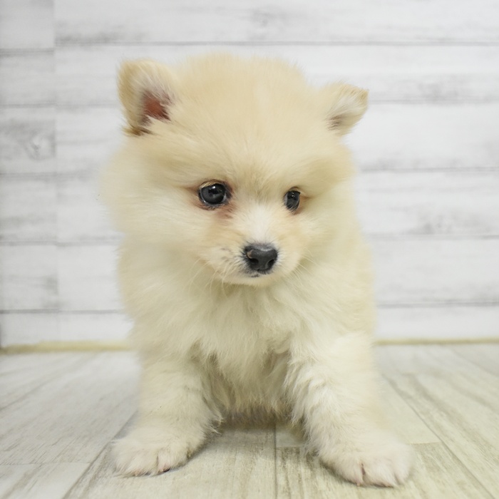 静岡県のポメ柴/豆ポメ/ポメ豆柴(ポメラニアン×柴犬) (犬の家＆猫の里藤枝店/2025年11月10日生まれ/男の子/白)の子犬