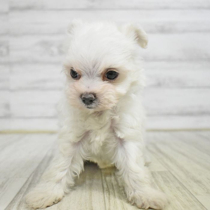 石川県のチワマル/マルチワ(チワワ×マルチーズ) (犬の家＆猫の里アミーゴ金沢有松店/2025年11月10日生まれ/男の子/ホワイト)の子犬