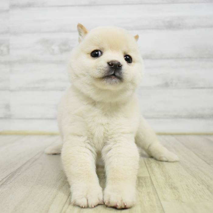 愛知県の豆柴 (犬の家＆猫の里一宮店/2025年11月11日生まれ/男の子/白)の子犬