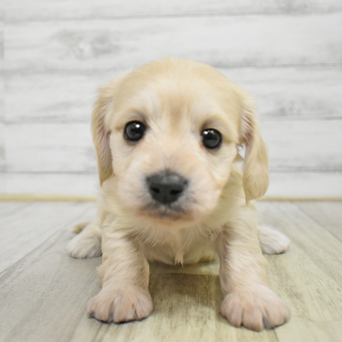 愛知県のマルックス(マルチーズ×ダックス) (犬の家＆猫の里豊川インター店/2025年11月10日生まれ/女の子/クリーム)の子犬