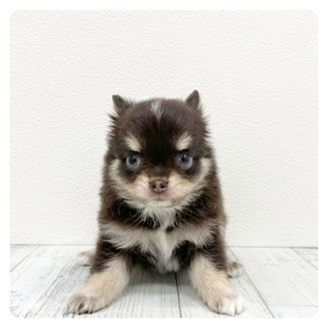 福岡県のチワワ(ロング) (犬の家＆猫の里トリアス久山店/2025年11月10日生まれ/女の子/チョコレートタンホワイト)の子犬