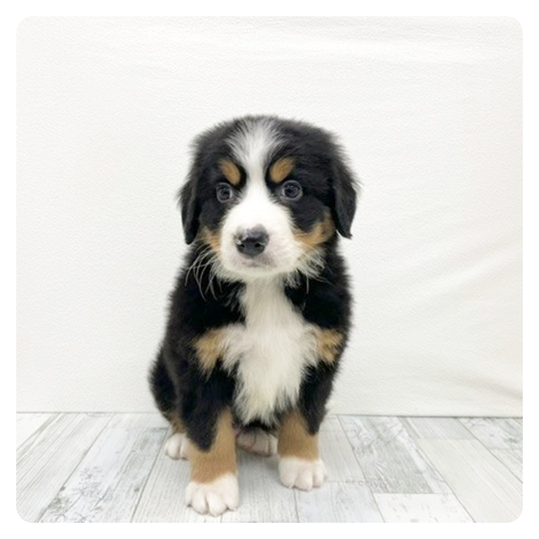 福岡県のバーニーズマウンテンドッグ (犬の家＆猫の里くりえいと宗像店/2025年11月11日生まれ/男の子/ブラックラストホワイト)の子犬