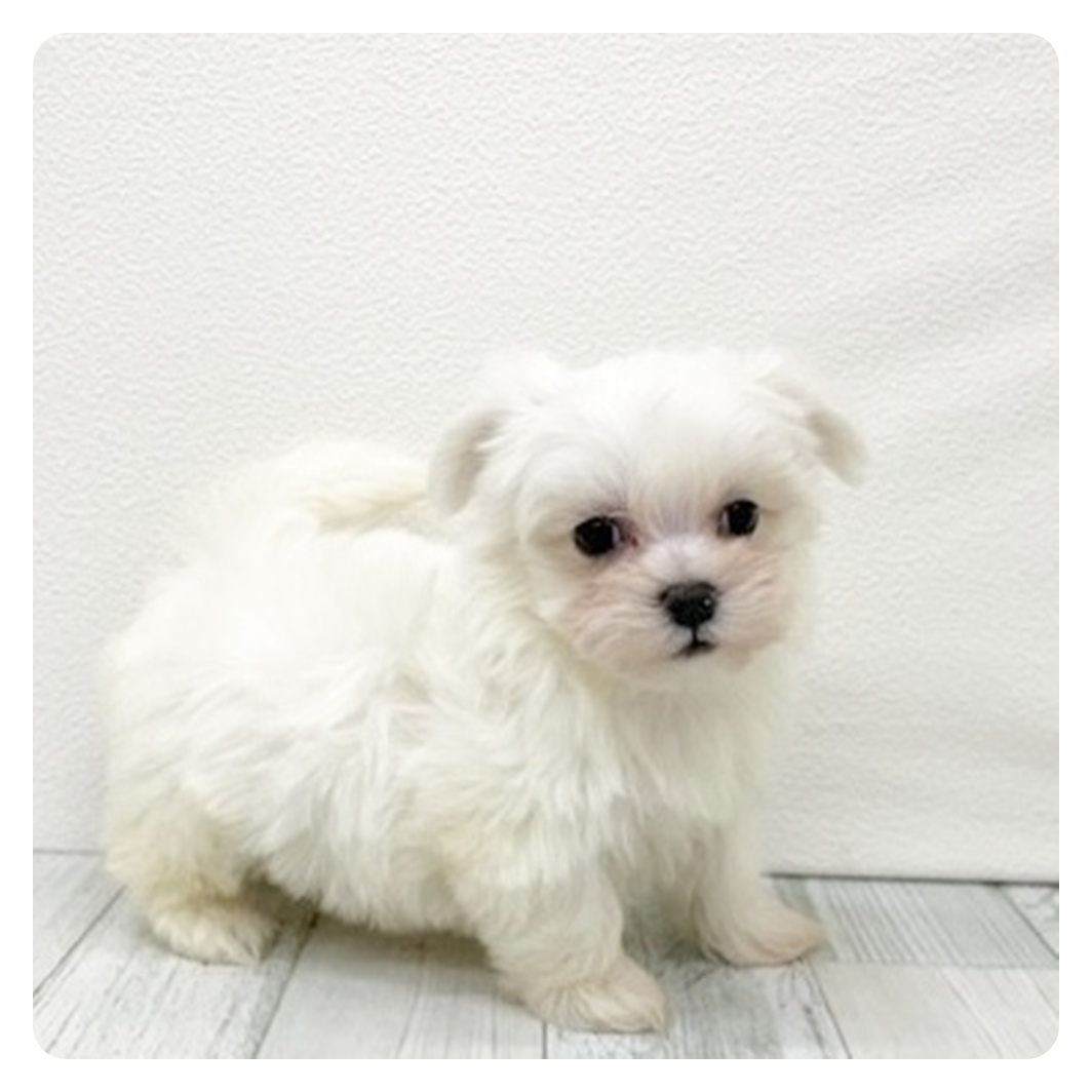 福岡県のチワマル/マルチワ(チワワ×マルチーズ) (犬の家＆猫の里シュロアモール筑紫野店/2025年11月11日生まれ/女の子/ホワイト)の子犬