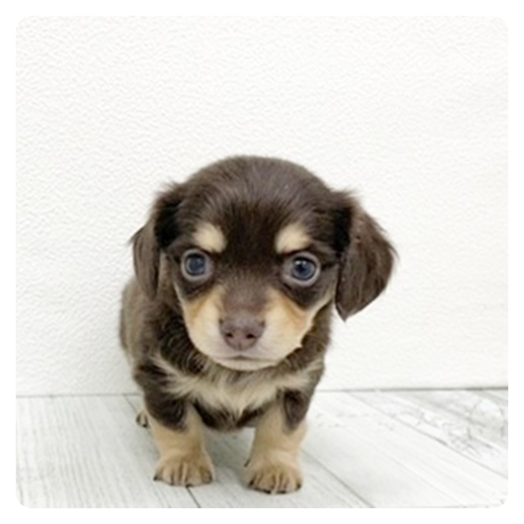 福岡県のチワックス(チワワ×ダックス) (犬の家＆猫の里トリアス久山店/2025年11月11日生まれ/男の子/チョコレートタン)の子犬