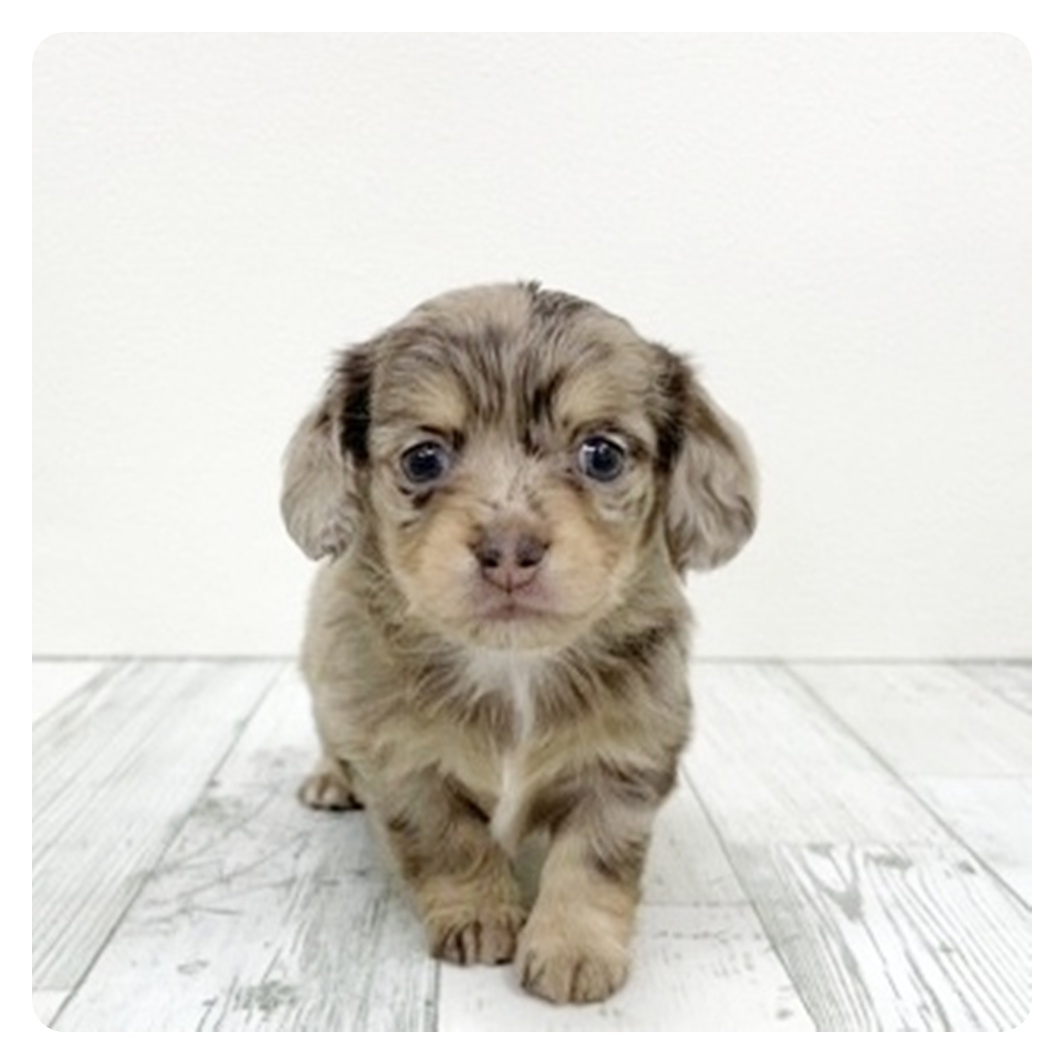 福岡県のチワックス(チワワ×ダックス) (犬の家＆猫の里シュロアモール筑紫野店/2025年11月11日生まれ/男の子/チョコレートダップル)の子犬