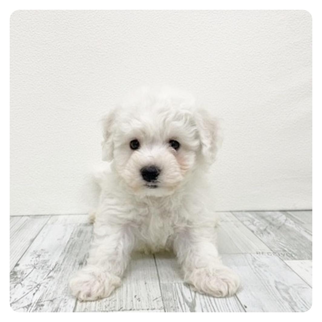 福岡県のビションフリーゼ (犬の家＆猫の里くりえいと宗像店/2025年11月10日生まれ/男の子/ホワイト)の子犬