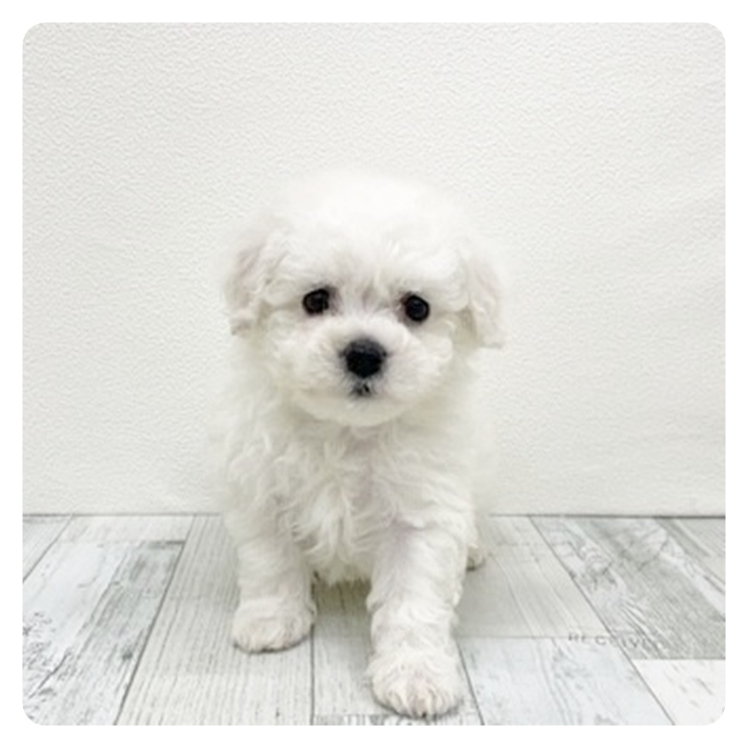 福岡県のビションフリーゼ (犬の家＆猫の里トリアス久山店/2025年11月11日生まれ/男の子/ホワイト)の子犬