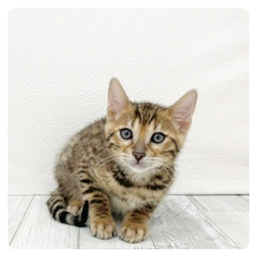 福岡県のベンガル (犬の家＆猫の里くりえいと宗像店/2025年11月10日生まれ/男の子/ブラウンスポットタビー)の子猫