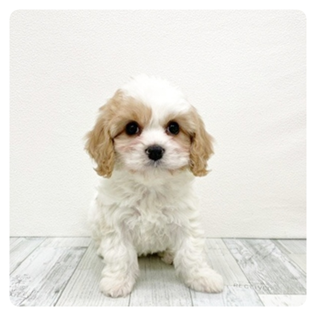 福岡県のハーフ犬・ミックス犬 (犬の家＆猫の里くりえいと宗像店/2025年11月8日生まれ/女の子/ブレンハイム)の子犬