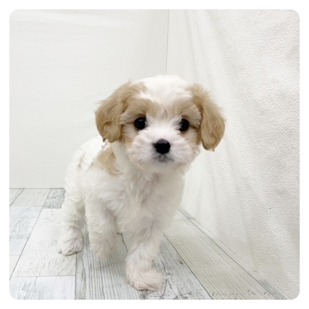 福岡県のハーフ犬・ミックス犬 (犬の家＆猫の里シュロアモール筑紫野店/2025年11月11日生まれ/男の子/ブレンハイム)の子犬